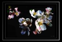 APPLE_BLOSSOMS,_COLORS_OF_WHITE.jpg