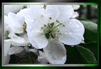 APPLE_BLOSSOM_RAIN_DROP.png