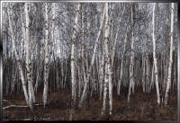 BIRCH_FOREST.png