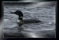 COMMON_LOON.jpg