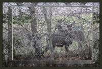 MULE_DEER_CAMOUFLAGE.png