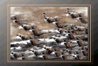 PHEASANT_CAMOUFLAGE.png